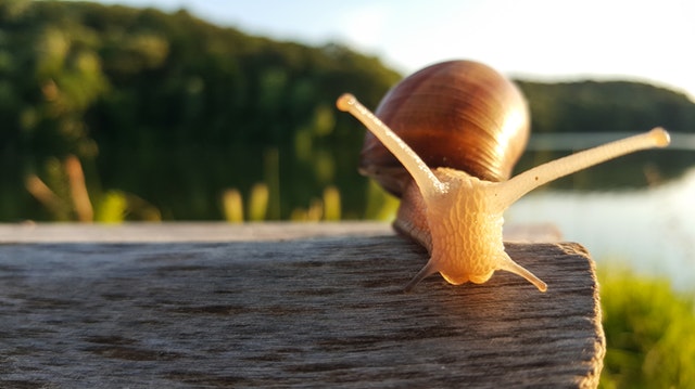 The cutest snail