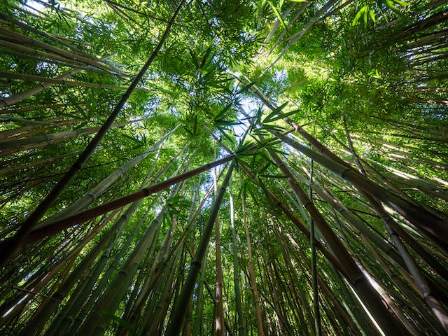 Bambou pousse